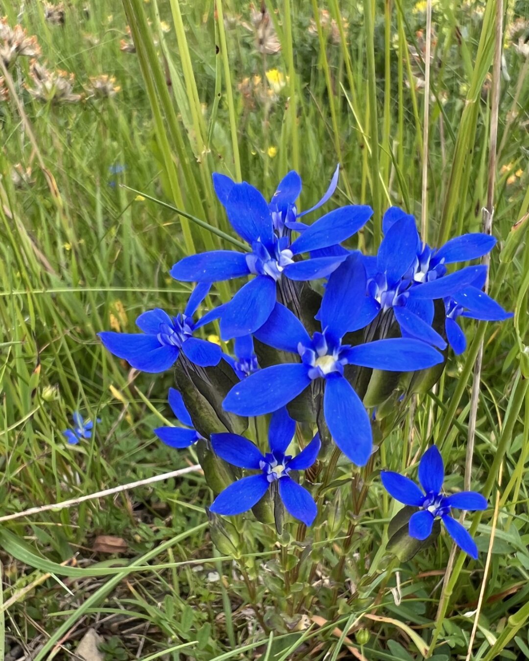 Flowers for future generations