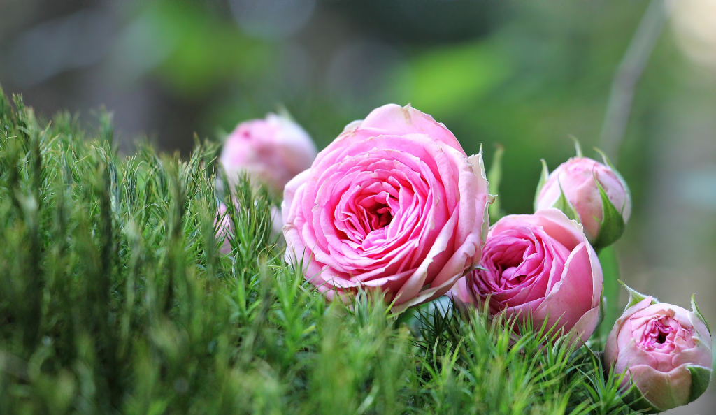 Il Festival delle Rose