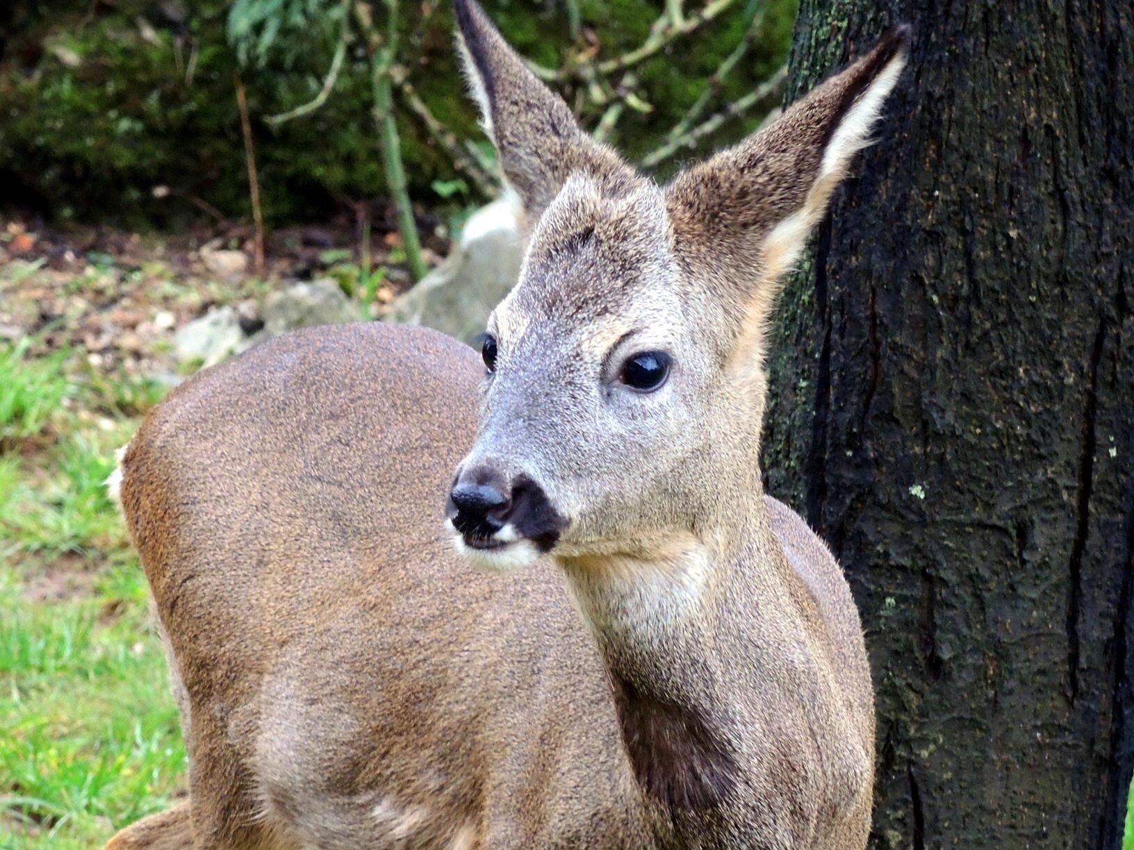 The charm of the wild Miren Kras -photo hunt