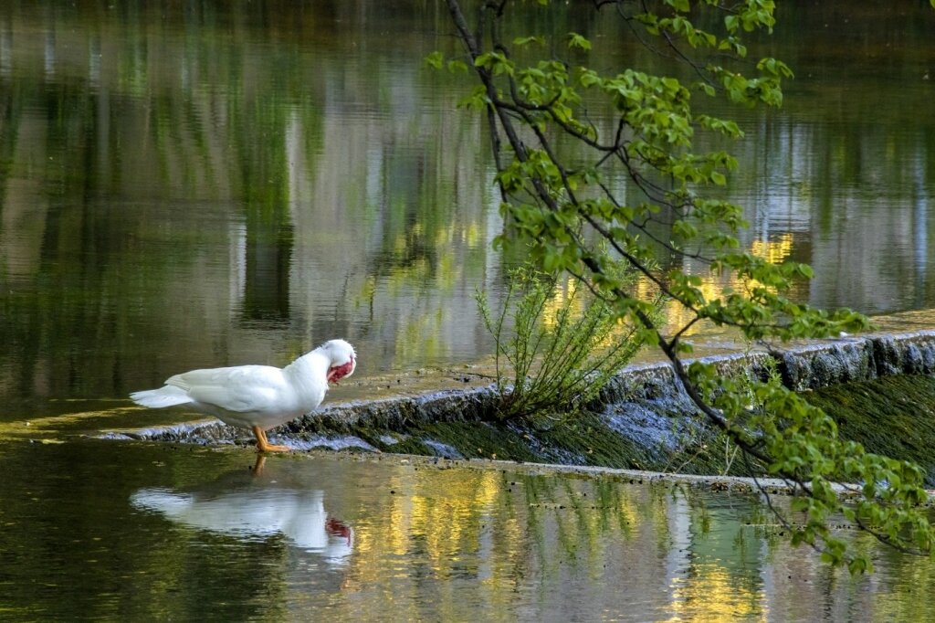 Files 12071 Cache C Prw Muscovy Duck At The Edge Of Dem On River Manjsa C Prw