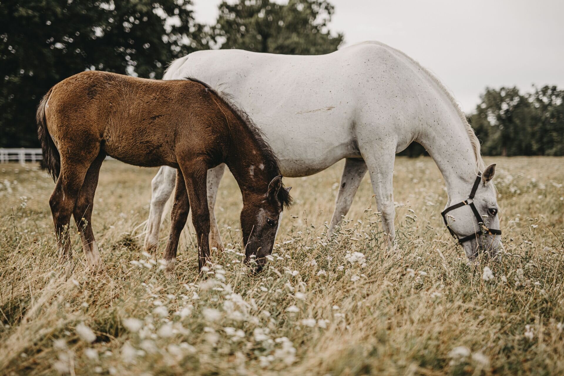 Equestrian Park Lipica