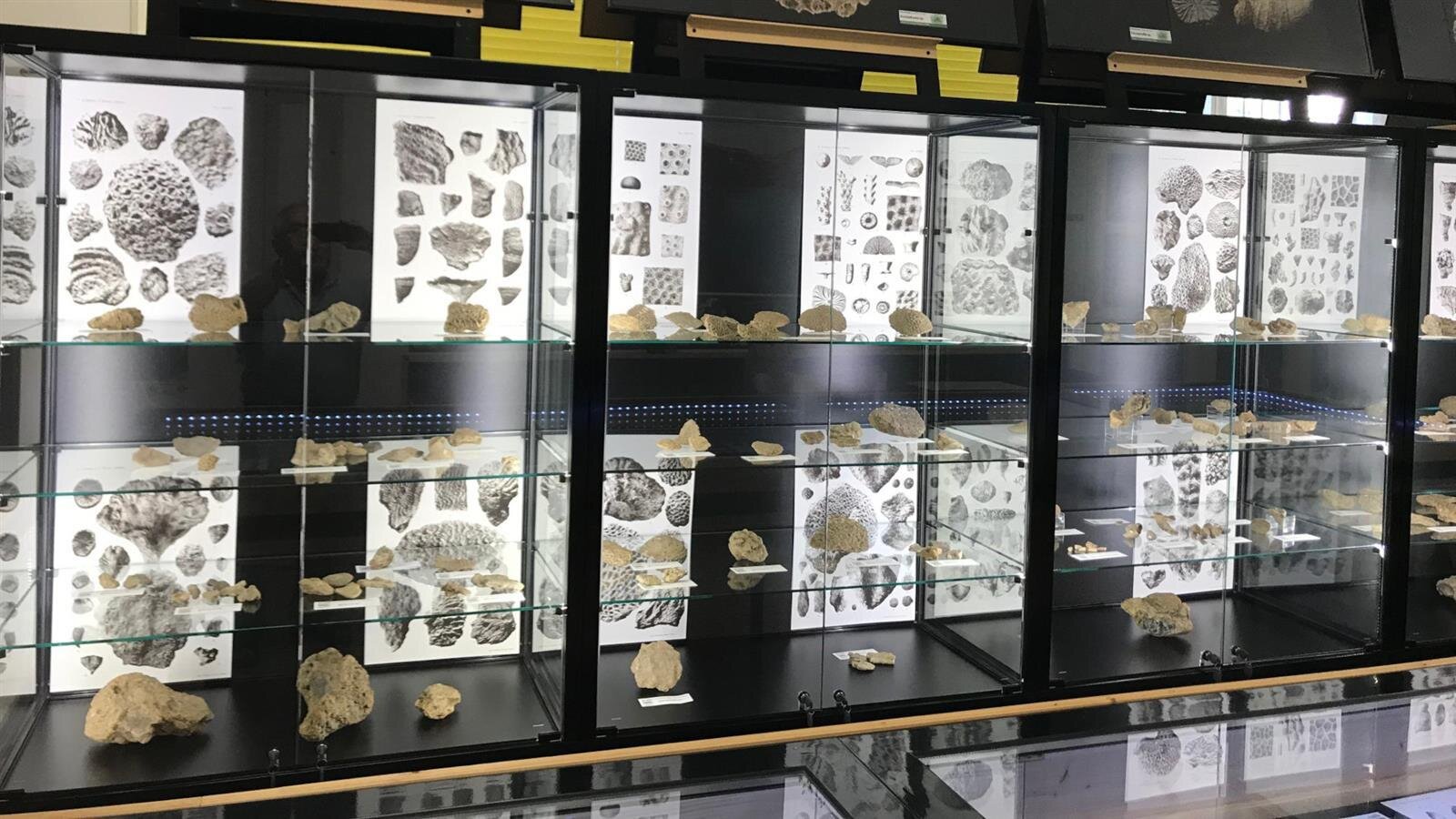 Museo Di Scienze Naturali Alvise Comel Tfvg 229438