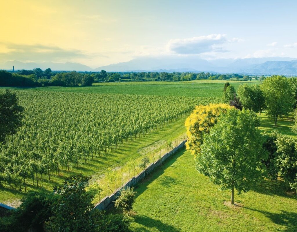 Vigne del Malina