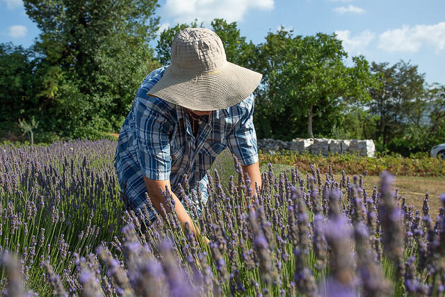 Zen on herb farm